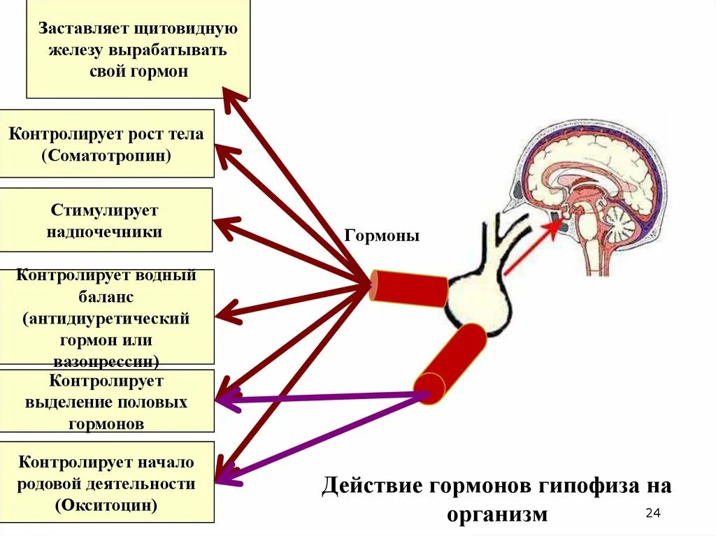 Сколько вырабатывает организм. Схема выработки гормонов. Гормоны влияющие на рост организма. Взаимосвязь гормонов в организме. Влияние гормонов на органы.