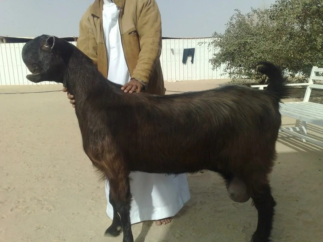 Дамасская коза Шами. Шами дамасская дамасская коза. Козы породы Шами. Дамасский козел породы Шами.