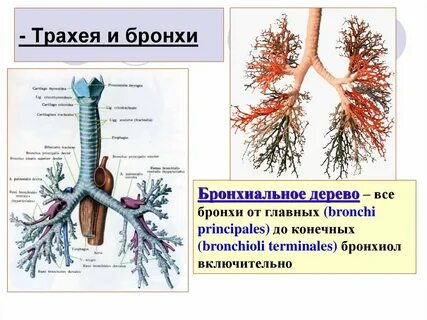 Трахея орган какой системы