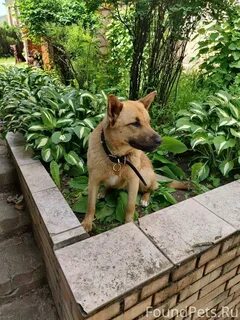 Собака ногинск