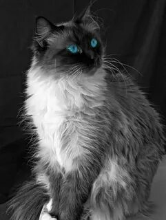 Си кошка
