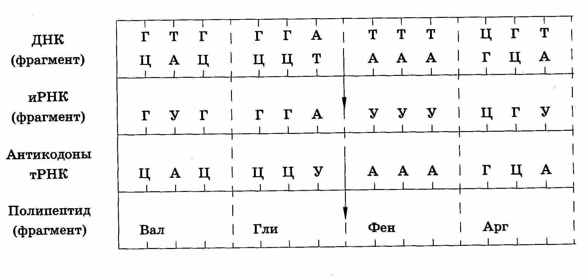 ДНК ИРНК ТРНК. Из ДНК В ИРНК И ТРНК. ДНК РНК ИРНК ТРНК таблица. Передача наследственной информации от ДНК К ИРНК.