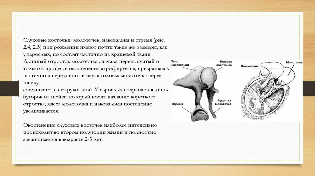 Какую функцию выполняют слуховые косточки. Функции слуховых косточек молоточка наковальни и стремечка. Молоточек строение и функции. Слуховые косточки молоточек наковальня стремечко. Строение слуховых косточек анатомия.