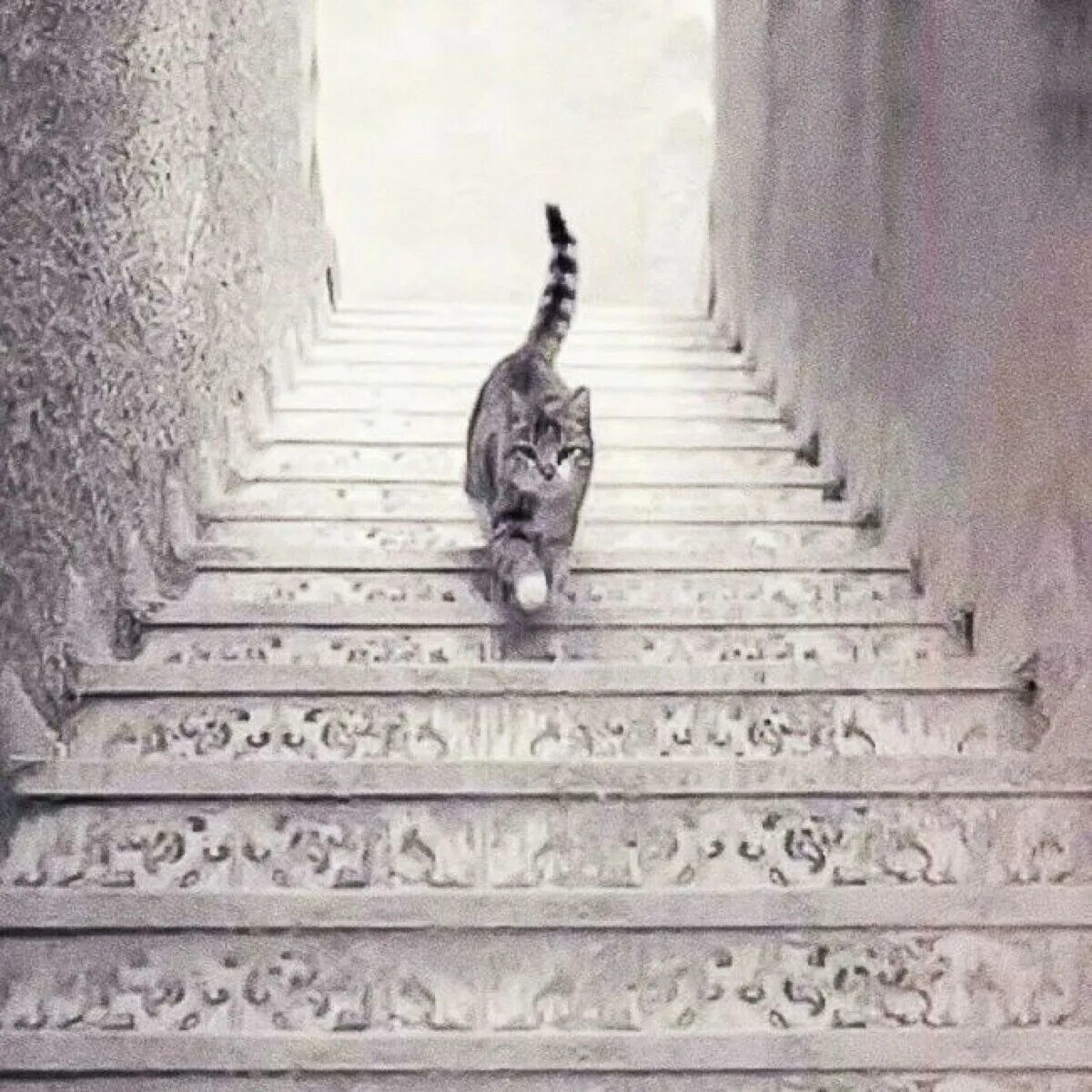 Подниматься спускаться по лестнице. Лестница для кота. Иллюзия кот на лестнице. Кот поднимается по лестнице. Лестница вверх.