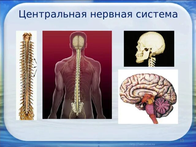 Центральная нервная система анатомия. Центральная нервная система 8 класс биология. Центральная нервная система человека биология 8 класс. Центральная нервная система (ЦНС). Структуры центральной нервной системы.