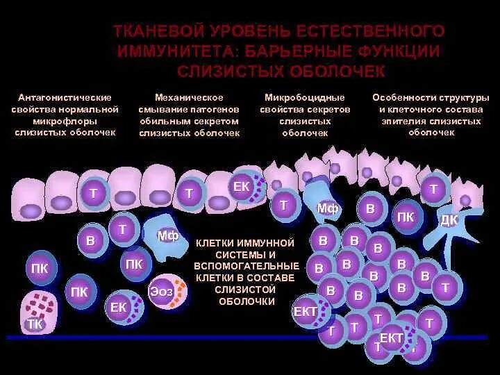 Барьерная функция слизистых оболочек. Современные представления об иммунитете. Иммунитет слизистых оболочек. Барьерный иммунитет. Роль слизистых оболочек