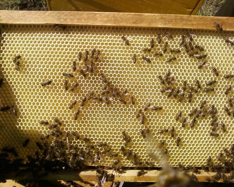 Купить пчелиные рамки. Пчелиная вощина. Рамка с вощиной. Вощины для пчел. Рамка с сотами.