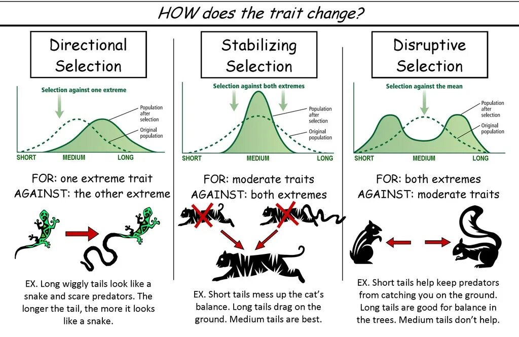 Changed to selection. Естественный отбор картинки. types of natural selection. natural selection biology. disruptive selection.