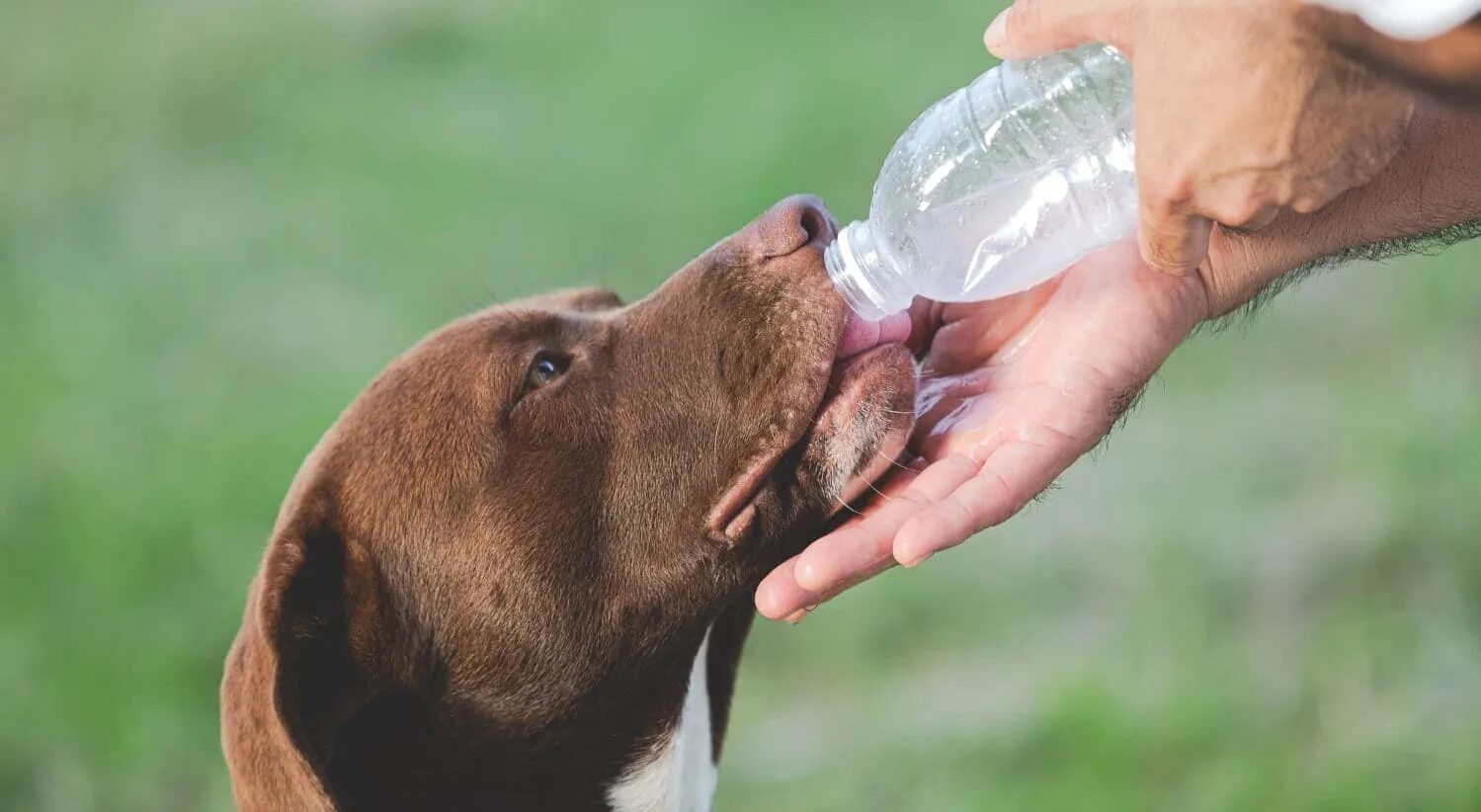 Повышенная жажда. Жажда у животных. Выпит собака. Собака пьет воду. Жажда у собаки.