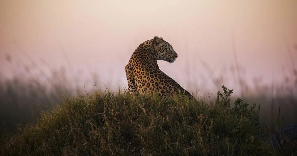 Лучшие снимки дикой природы. Природа National Geographic. Фотограф года в дикой природе. Живая природа. Natural geographic