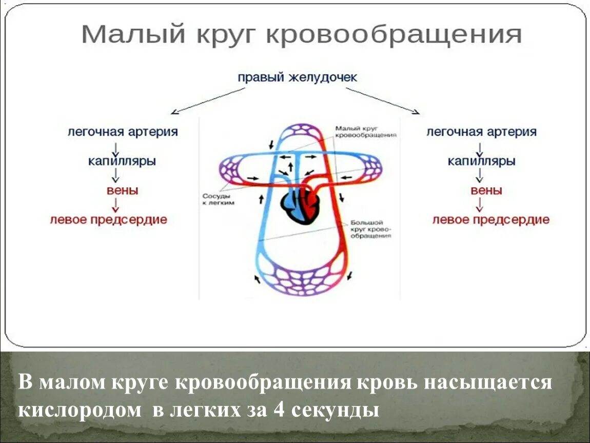 Конец большого круга. Малый круг кровообращения схема 8 класс биология. Схема малого круга кровообращения 8 класс биология. Круг кровообращения малый большой круг биология 8 класс. Строение малого круга кровообращения.