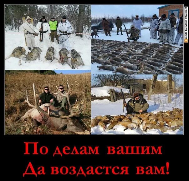 Замуж. - Блог зооволонтера, зоозащитника Алексей Прокурор