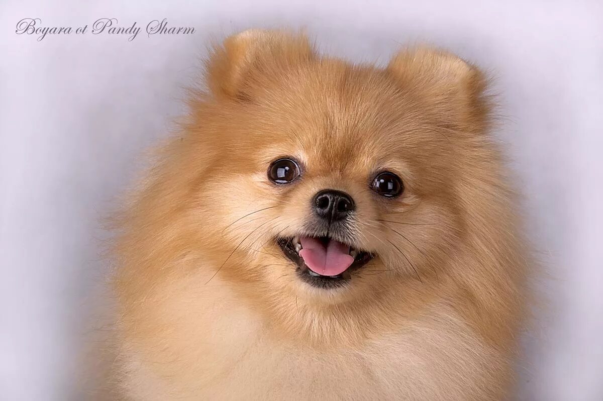 злой шпиц. морда померанец шпиц. морда шпица. морда шпица. морда шпица.