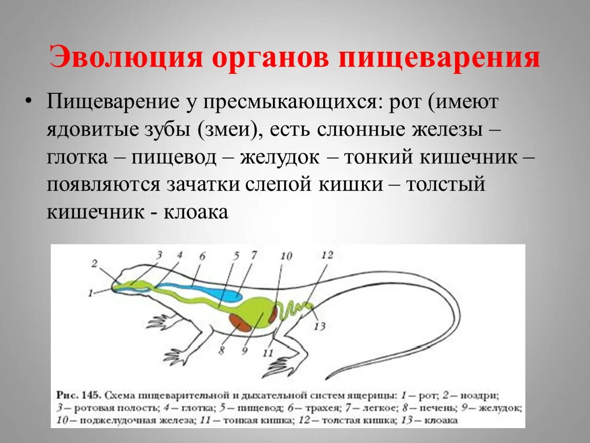 Пищеварительная система пресмыкающихся 7 класс биология. Пищевая система рептилий. Пищеварительная система пресмыкающихся 7. Пресмыкающиеся строение пищеварительной.