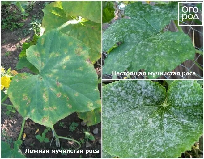 Желтые пятна на листьях огурцов открытый грунт. Мучнистая роса на огурцах. мучнистая роса огурцов. ложная мучнистая роса огурцов. мучнистая роса на огурцах в теплице меры.