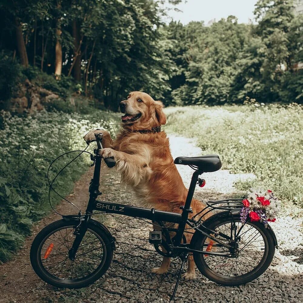 Животные на велосипеде. Собачка на велосипеде. Велосипедист с собакой. Прогулка с собакой на велосипеде.