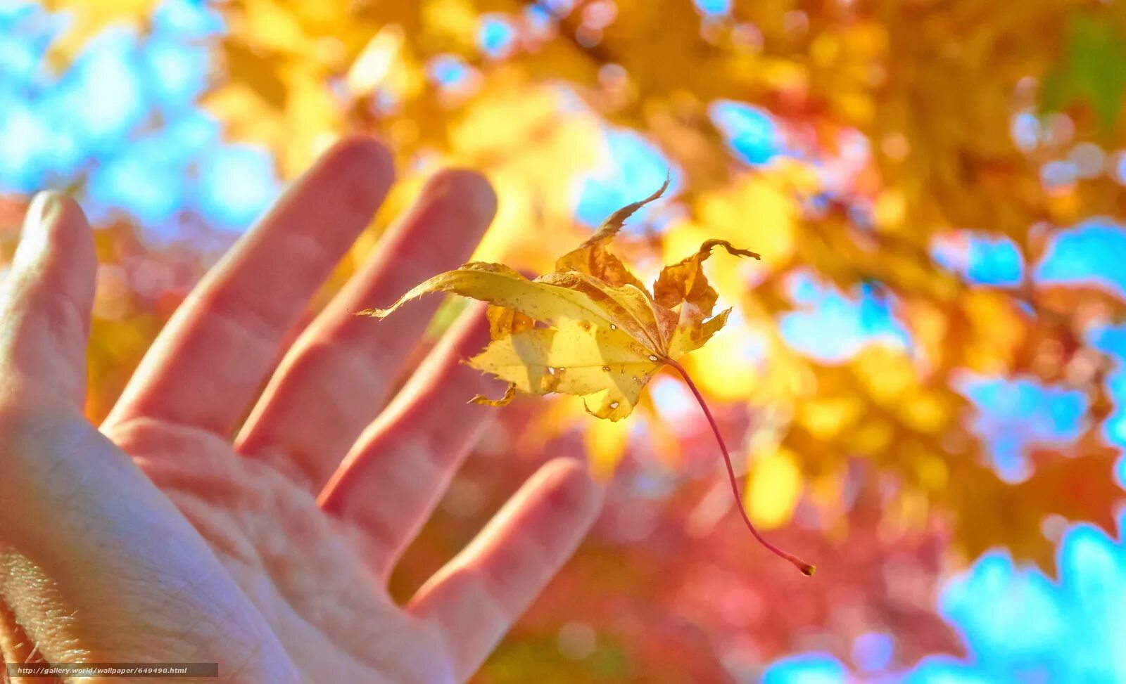 Позитивные осенние картинки. Осенний лист на ладони. Осенние листья в руках. Желтые листья на ладонях. Желтый лист в руке.