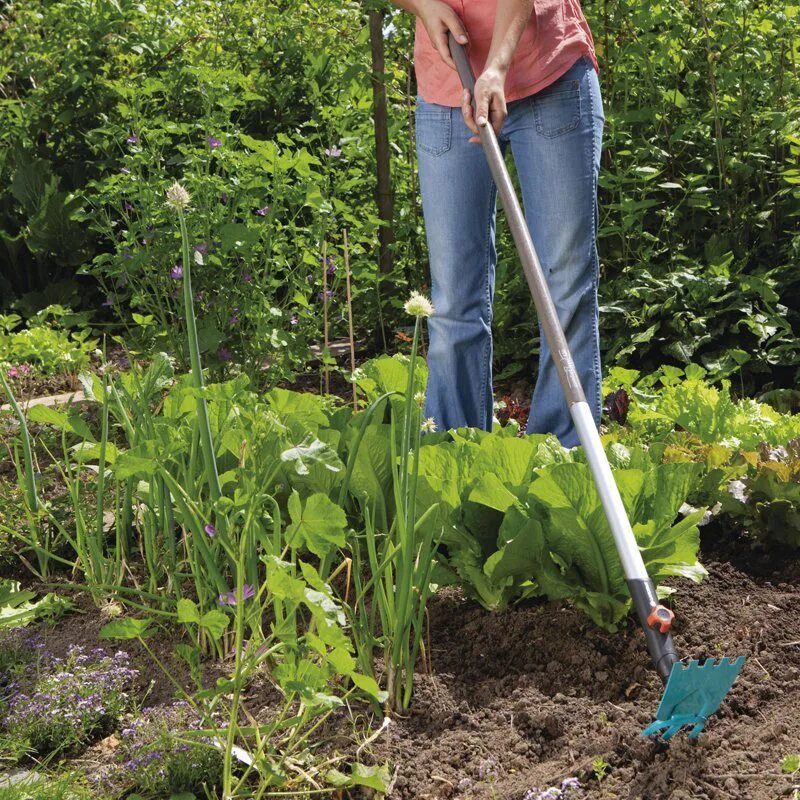 Полоть траву. Полполка морклвт керосином. Рыхление междурядий картофеля. Можно ли полоть. Можно ли полоть.
