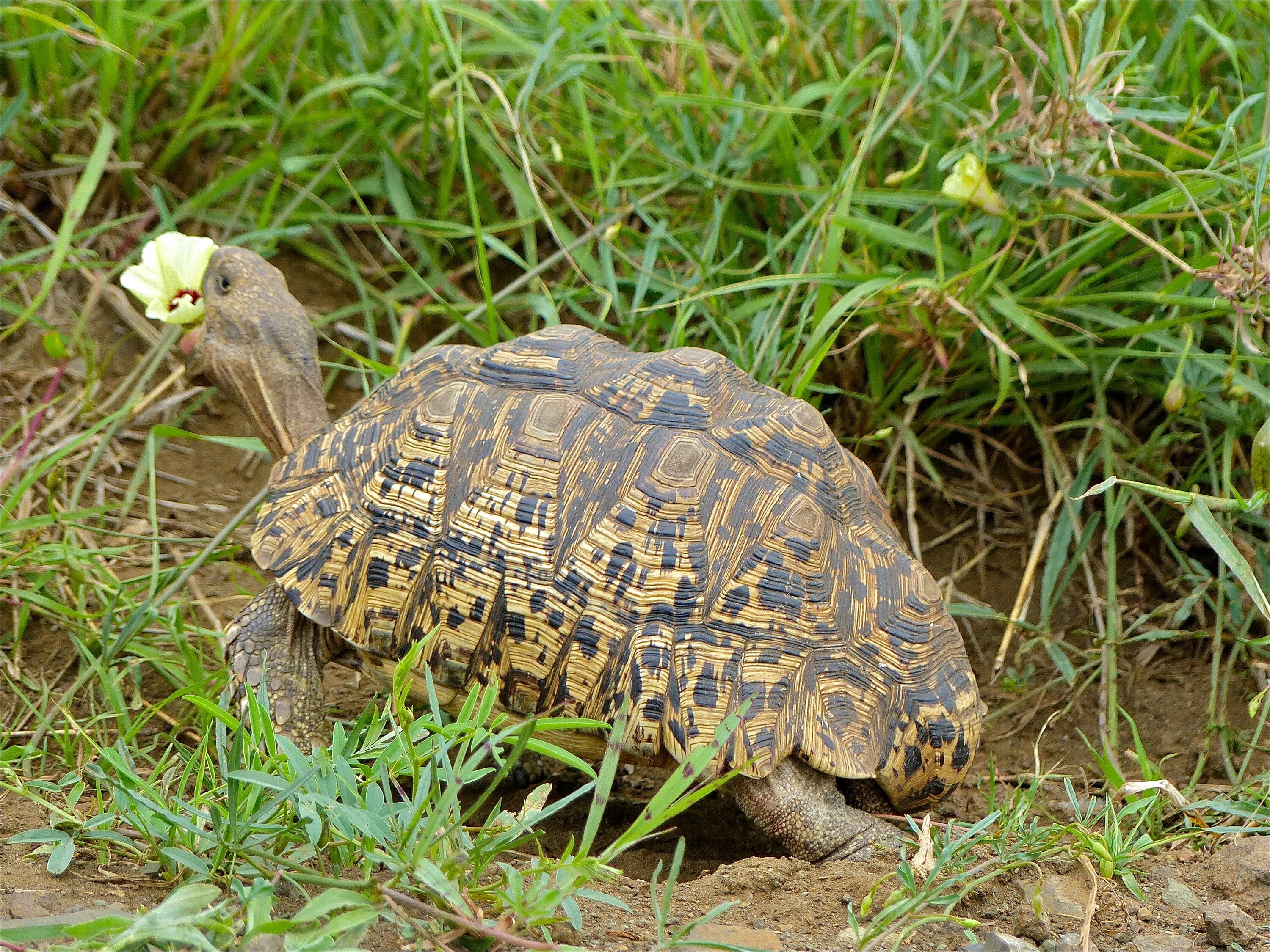 Leopard tortoise