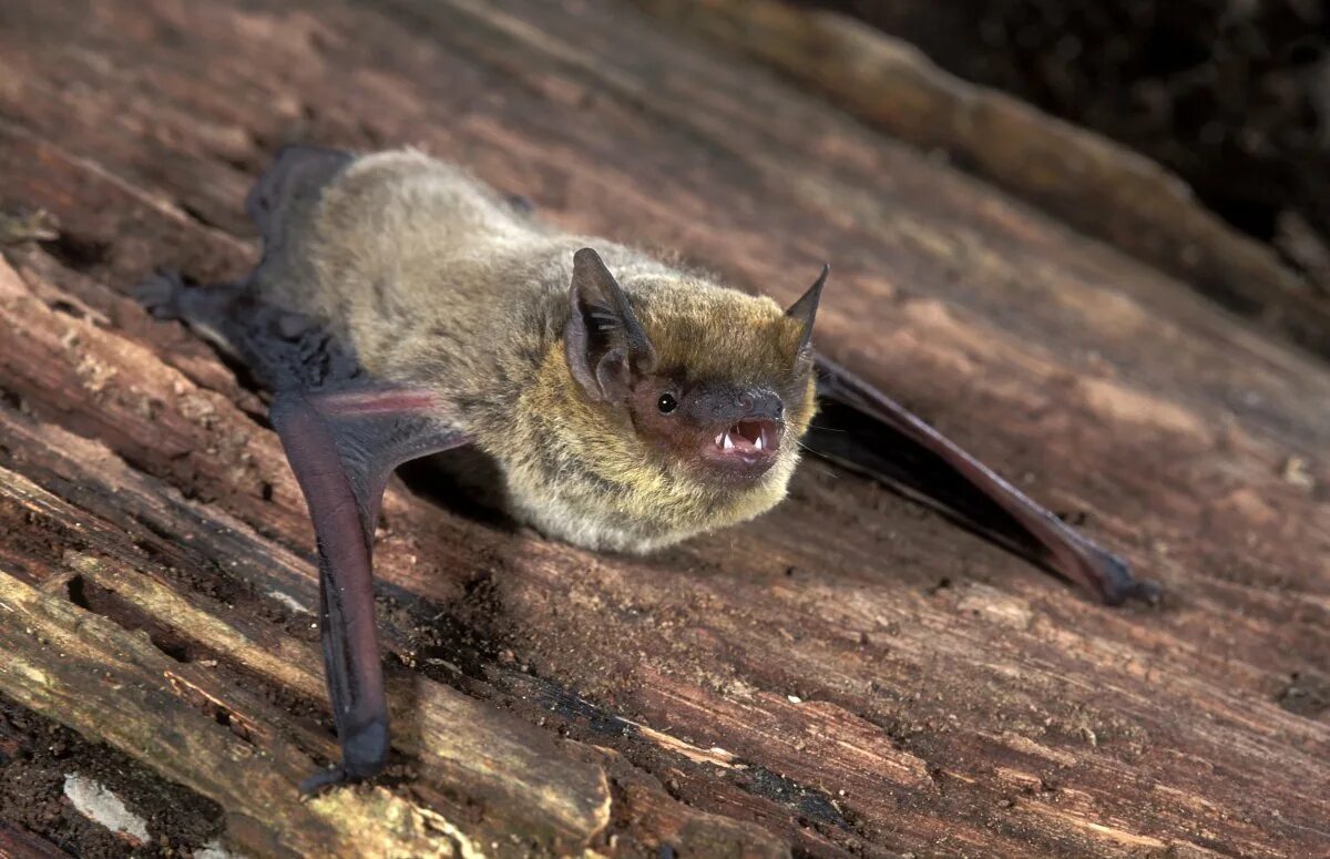 Лесной нетопырь. Нетопырь Натузиуса. Нетопырь Лесной (pipistrellus nathusii). Летучая мышь нетопырь. Нетопырь-карлик pipistrellus pipistrellus.