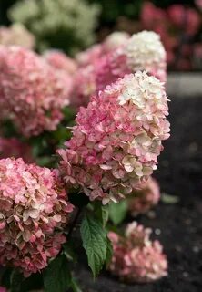 Фото гортензии пинк