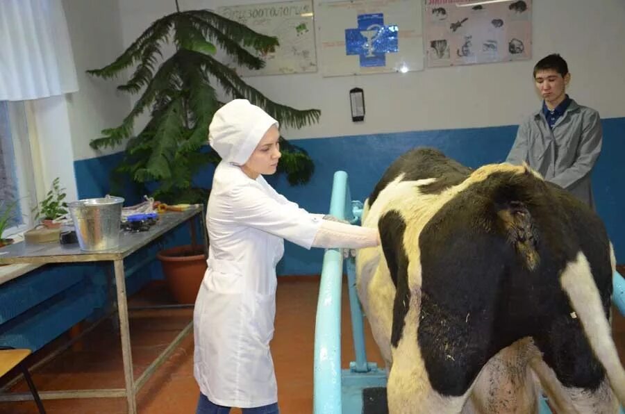 Колледж на ветеринара после 9. Ветеринарный техникум. Коломенский аграрный колледж ветеринария. Колледж на ветеринара после 9. Ветеринарный техникум.