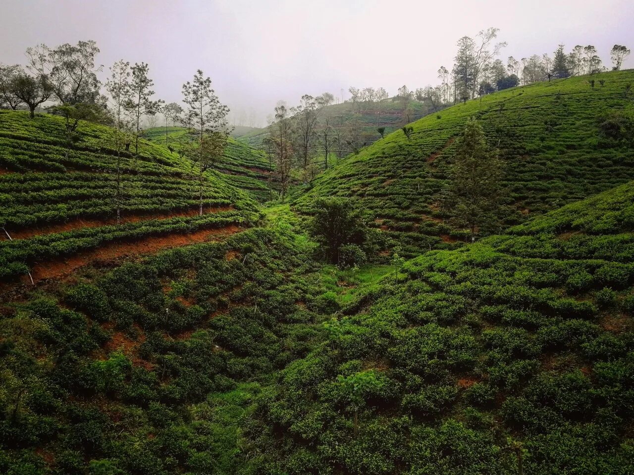 Плантации чая Цейлон. Чайные плантации Цейлона. Остров Цейлон чайная плантация.. Шри Ланка чайные плантации.