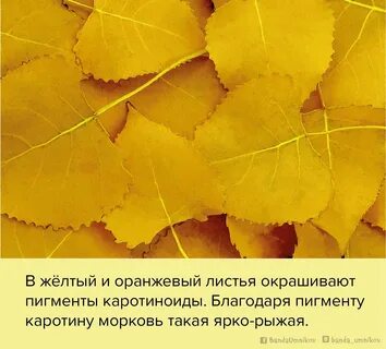 Желтый цвет листа