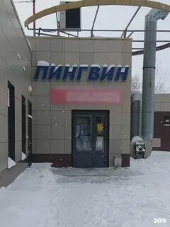 Пингвин киров
