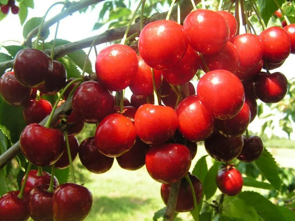 Какие сорта черешни