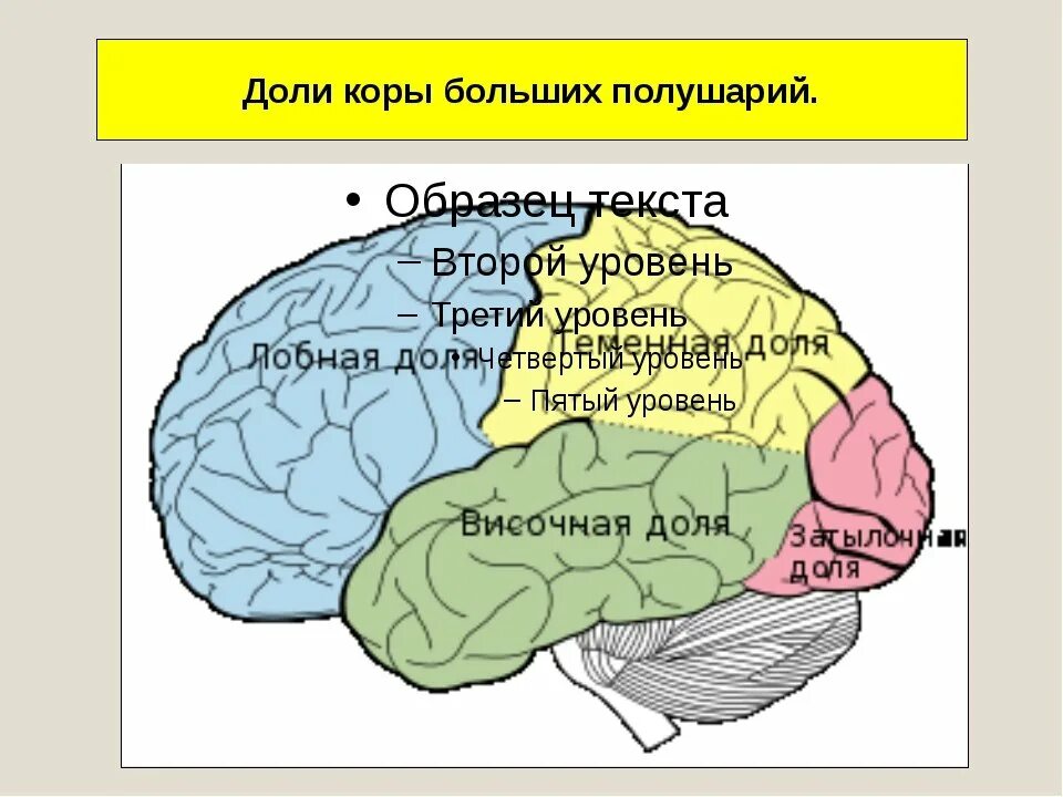 Доли коры больших полушарий мозга. Доли борозды и извилины больших полушарий. Доли коры. Поверхности коры больших полушарий