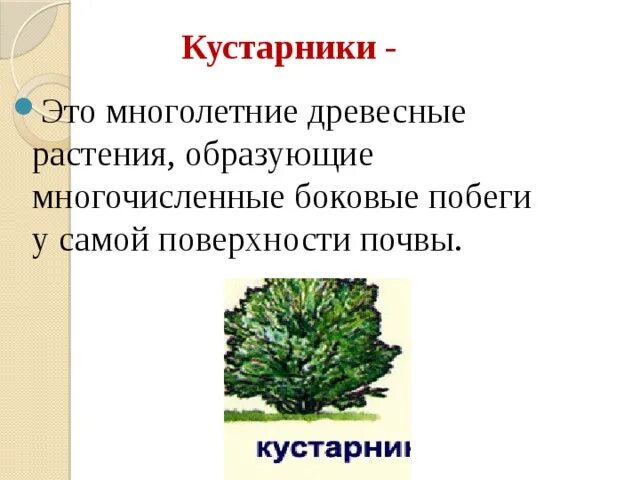 Кустарник по словарю даля 5. Многолетние древесные растения. Древесные формы растений. Жизненная форма кустарник. Форма цветков древесных растений.