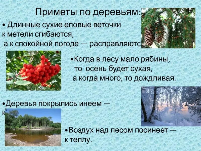 Приметы определяющие погоду. Приметы на погоду. Природные приметы. Народные природные приметы. Приметы о природе.