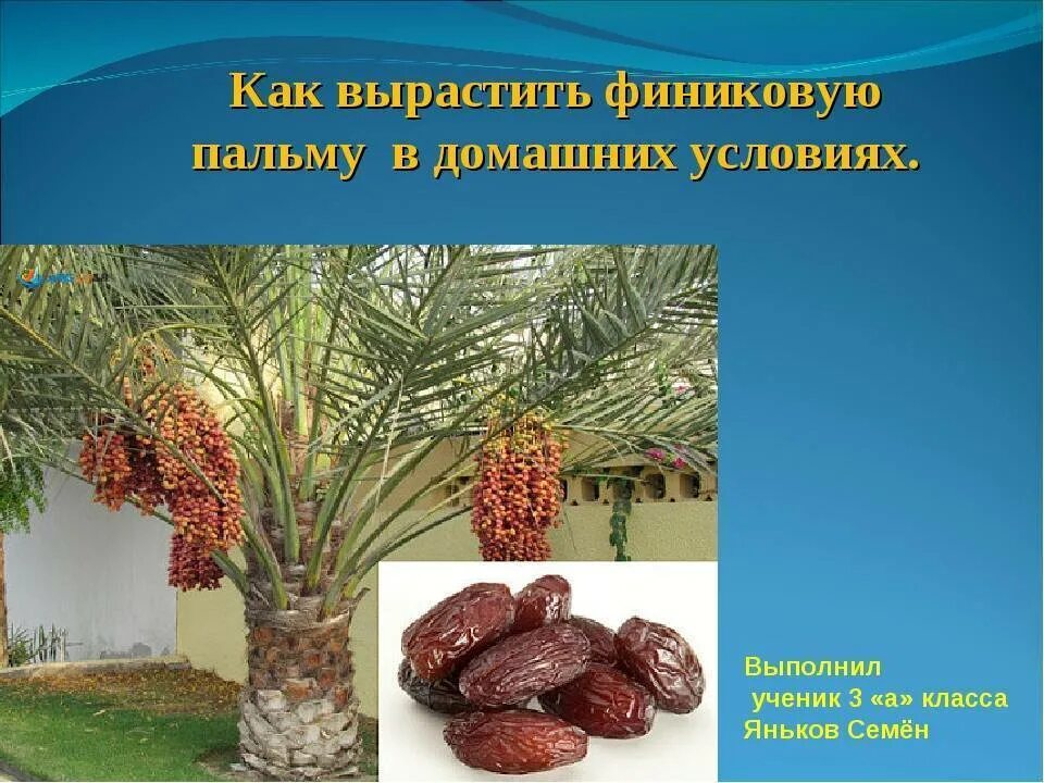 Финиковая пальма с финиками. Пальма финик пальчатый. Финиковая пальма биология. Финик робелена. Финиковая пальма растение двудомное.