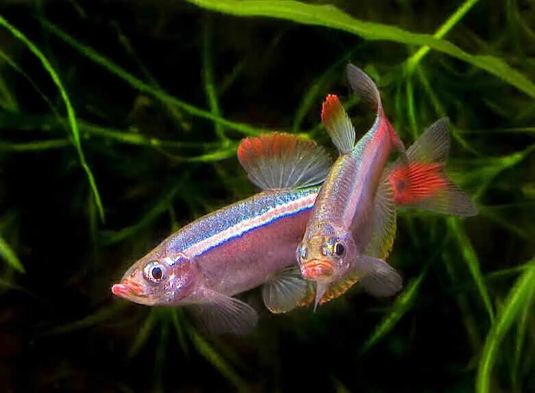 Кардинал гло рыбка. Кардинал голд рыбка аквариумная. Кардинал рыбка аквариумная. Кардинал вуалевый рыбка. Сом кардинал.