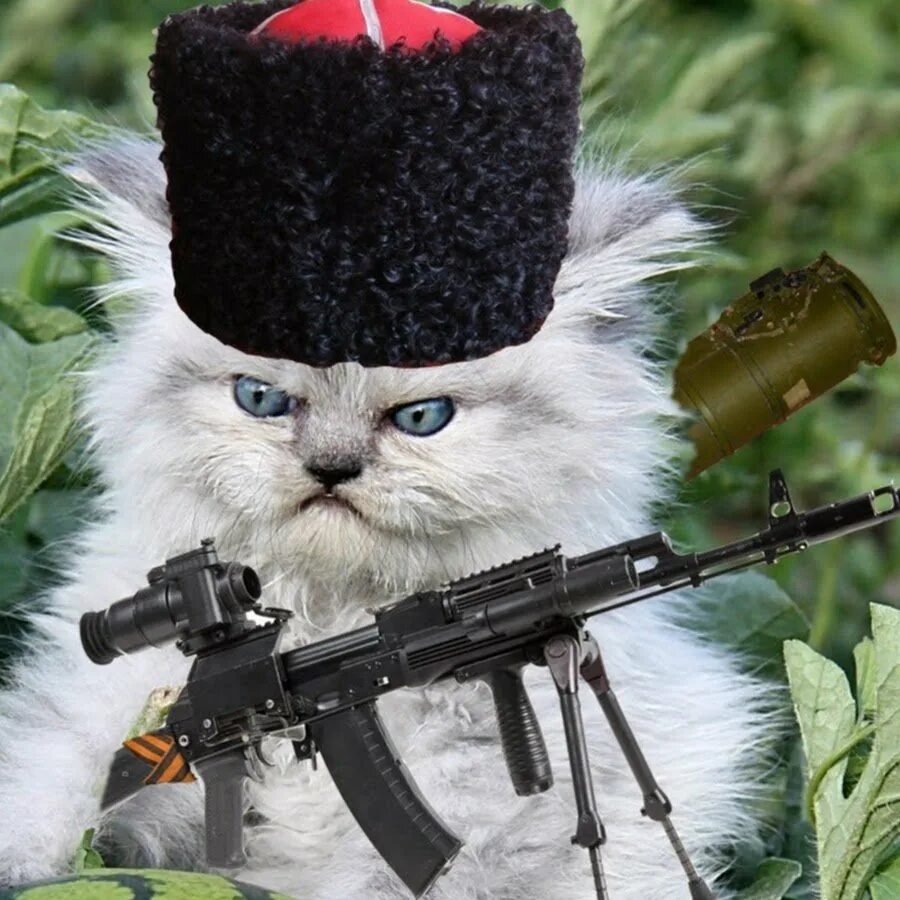 Кошка с оружием. Коты с автоматами. Котик с оружием. Коты с автоматами. Вооруженный кот.