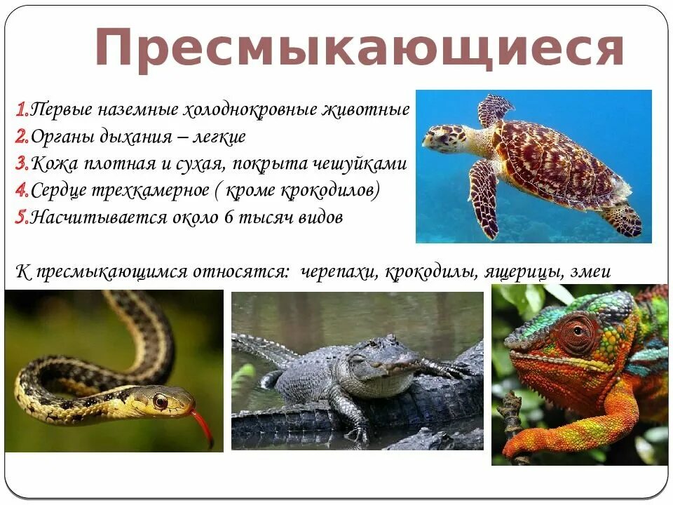 Позвоночные земноводные. Рептилии теплокровные или холоднокровные. Рептилии теплокровные или холоднокровные. Эктотермные и эндотермные организмы. Пресмыкающиеся холоднокровные.
