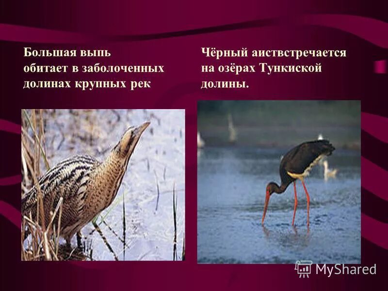 Ночная болотная птица. Приспособленность к среде обитания большой выпи. Покровительственная форма тела примеры. Приспособленность к среде обитания большой выпи. Приспособленность организмов к среде обитания.