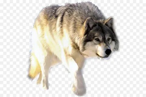 Волк пнг