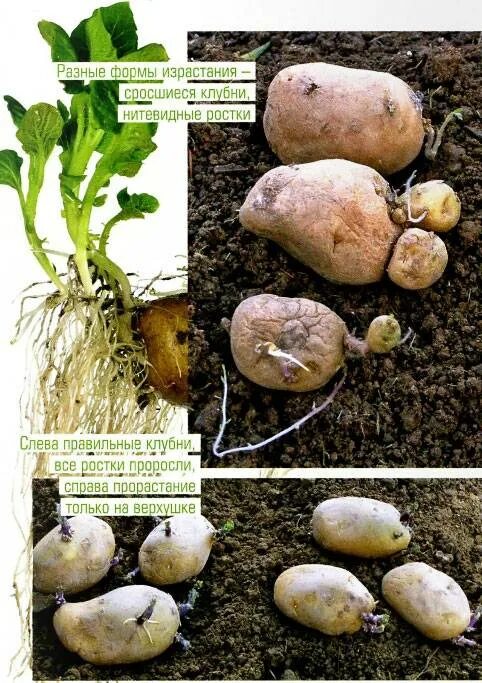 Картошка ростками вниз или вверх. Израстание клубней картофеля. Посадка картофеля. Ростки картофеля. Посадка картофеля ростками.
