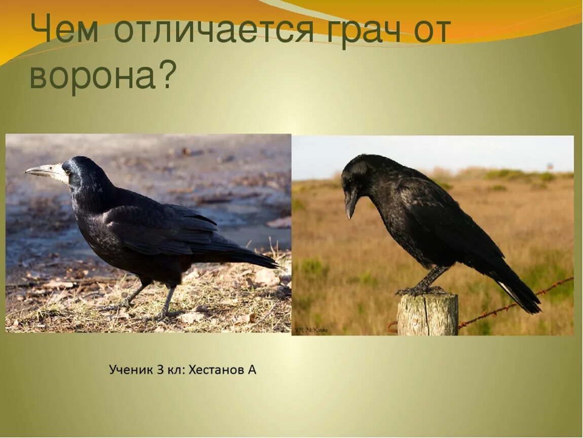 Ворон и ворона. Грач и ворон отличия. Грач и ворона. Грачи и вороны. Как отличить ворону от грача