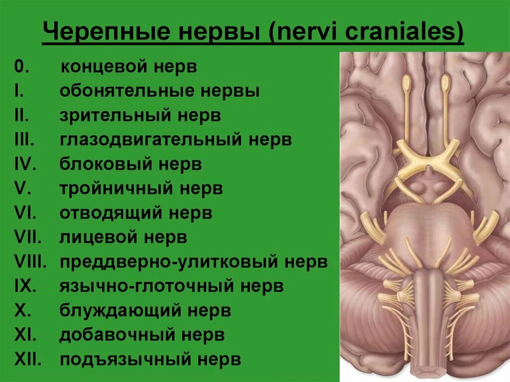 Черепные нервы. Терминальный черепной нерв. Концевой нерв. Нулевая пара черепных нервов.