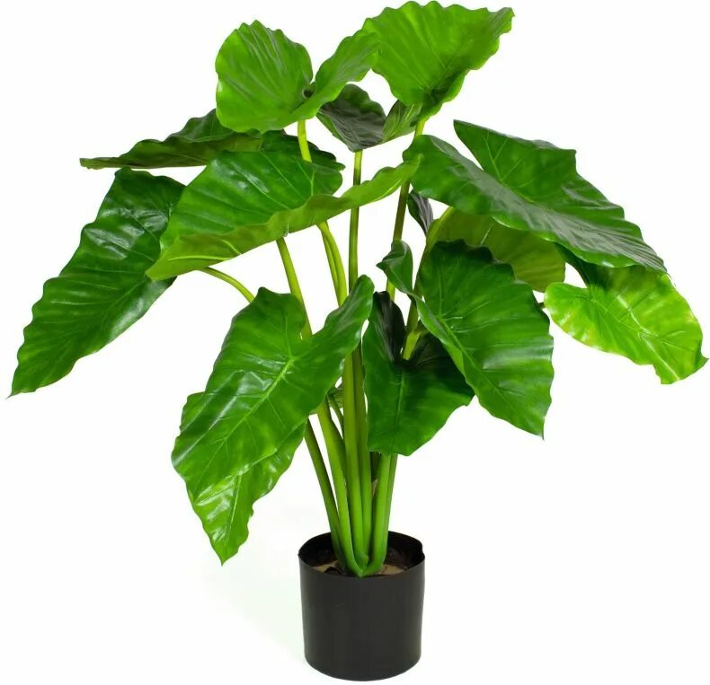 Real plant. Алоказия Calidora. Алоказия Анторо вельвет. Алоказия хило Бьюти. Алоказия Калидора цветок.