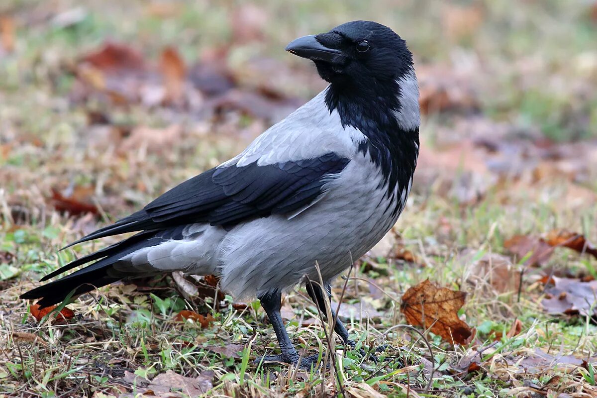 Птица объявится белая ворона. Се́рая воро́на Corvus cornix. Серая ворона птица. Ворона и серая ворона. Корвус Корникс.