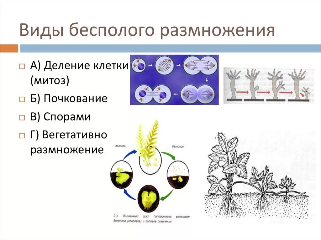 Основной способ деления клеток бесполое размножение. Формы размножения организмов бесполое размножение 9 класс. Схема бесполового размножения растений. Формы размножения организмов бесполое размножение митоз. Все живые размножаются