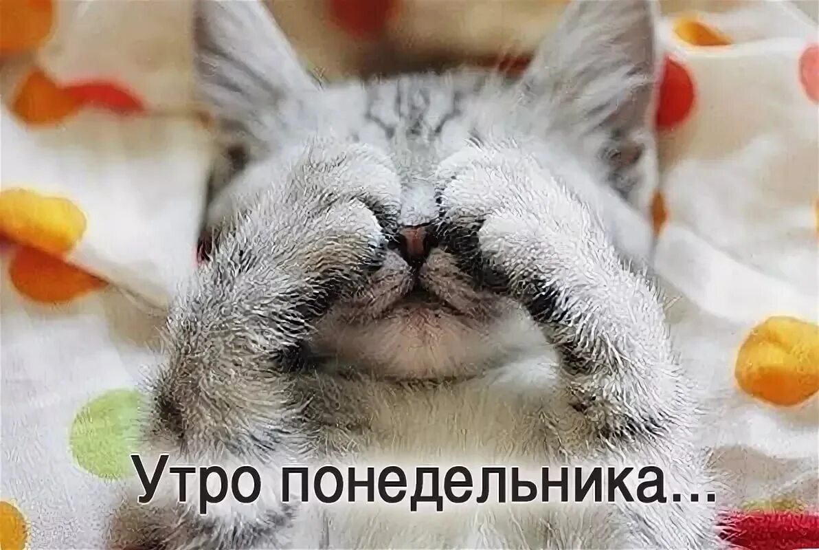 Открытки с понедельником. Понедельник тяжелый день картинки весёлые. Понедельник. Проснувшись утром в понедельник том. Понедельник день тяжёлый приколы.