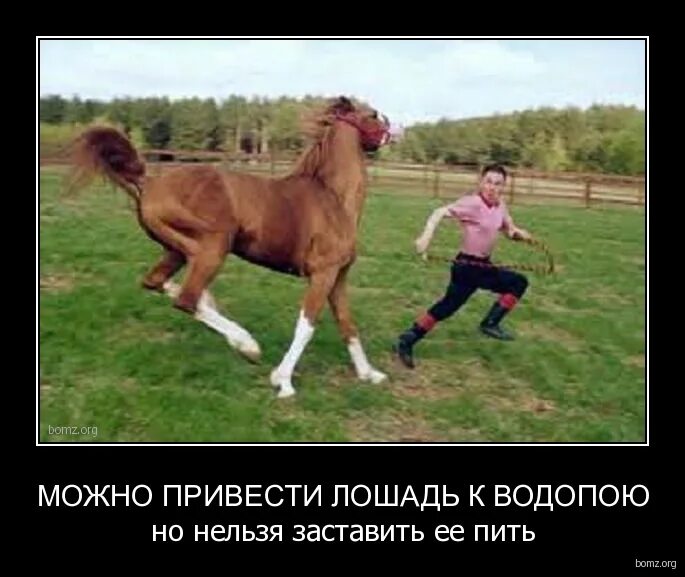 Мужик привел лошадь. Функции лошади. Конь с хозяином. Мужик привел лошадь. Мужик привел лошадь.