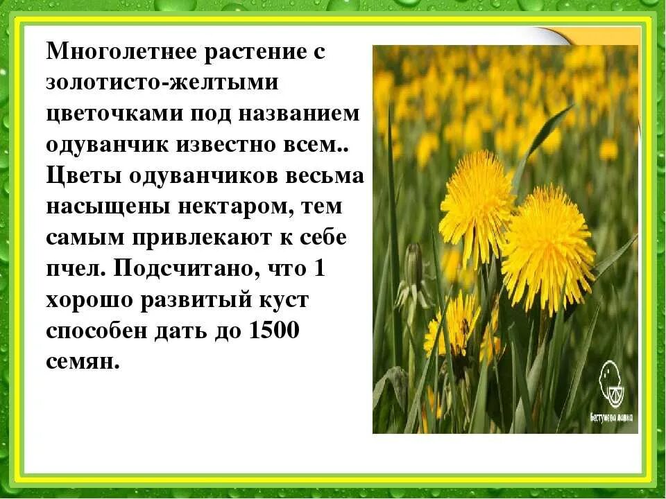 Рассказать о одуванчике. Рассказ про одуванчик. Одуванчик описание. Доклад про одуванчик.