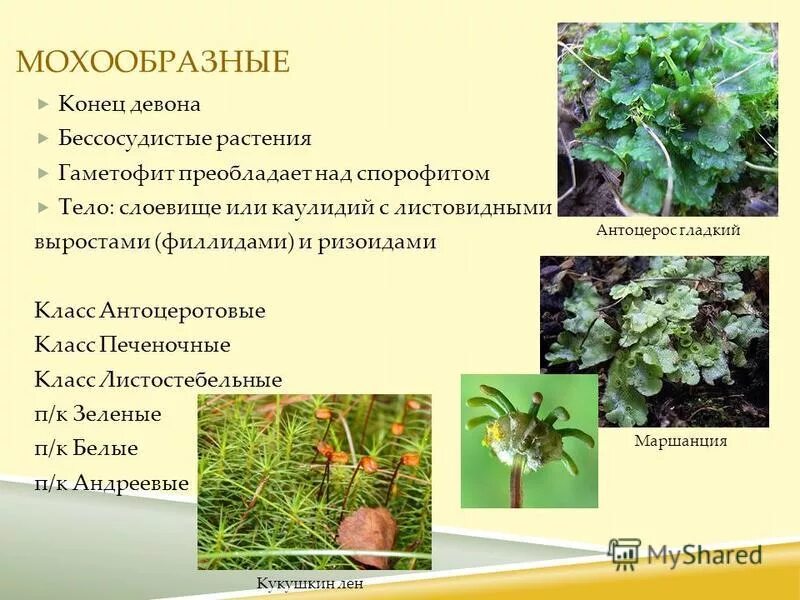 Гаметофит преобладает над спорофитом. Гаметофит в растениях папоротника. Чередование спорофита и гаметофита у растений. В жизненном цикле папоротника преобладает спорофит. Спорофит у растений.