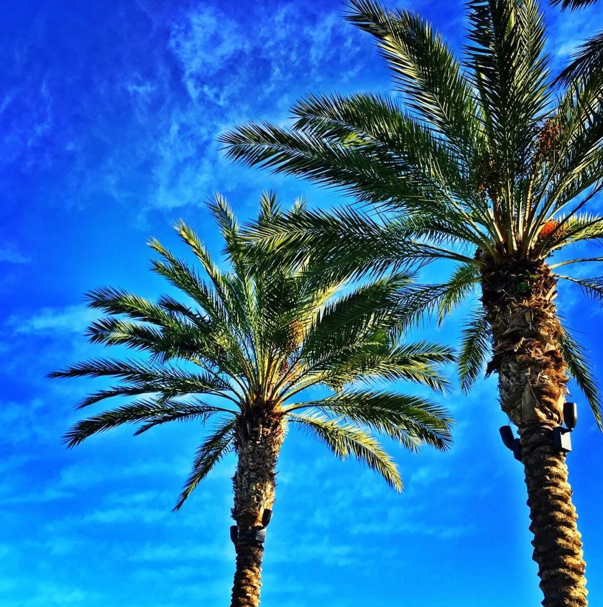 Palms set